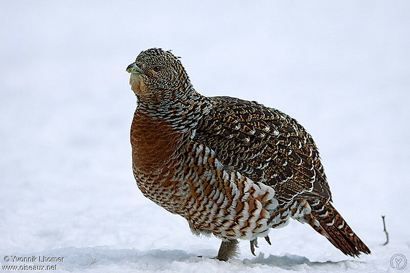 Grand Tétras femelle adulte, identification