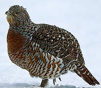 Western Capercaillie