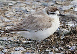 White-fronted Plover