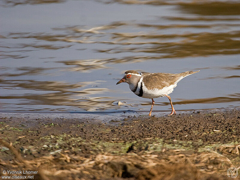 Three-banded Ploveradult, identification