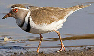 Three-banded Plover