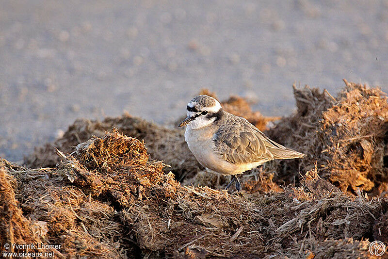 Gravelot pâtreadulte, identification, régime