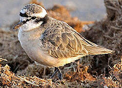 Kittlitz's Plover