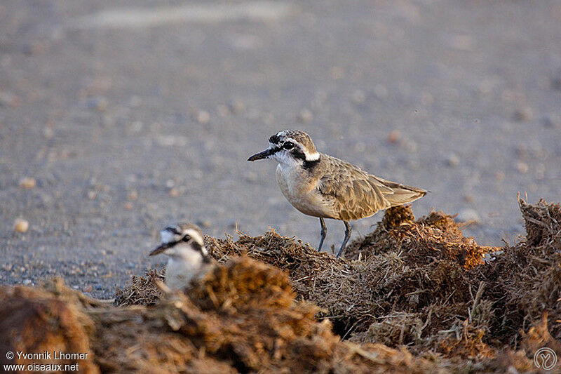 Kittlitz's Plover adult, identification, feeding habits