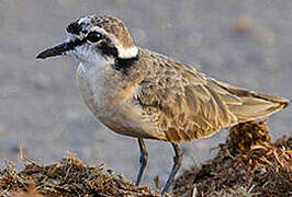 Kittlitz's Plover