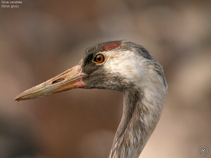 Common Cranesubadult, identification