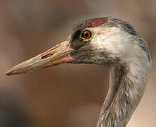 Common Crane