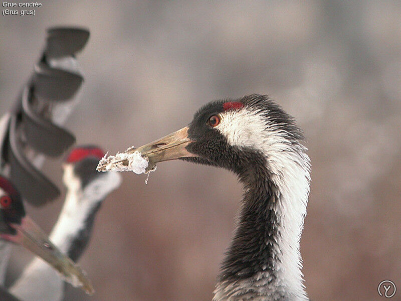 Common Craneadult, identification