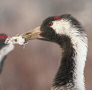 Common Crane