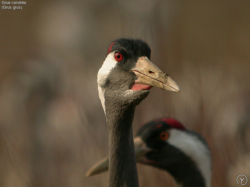 Common Craneadult, identification