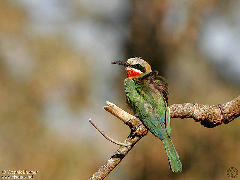 Guêpier à front blancadulte, identification