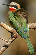 White-fronted Bee-eater