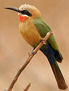 White-fronted Bee-eater