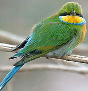 Swallow-tailed Bee-eater