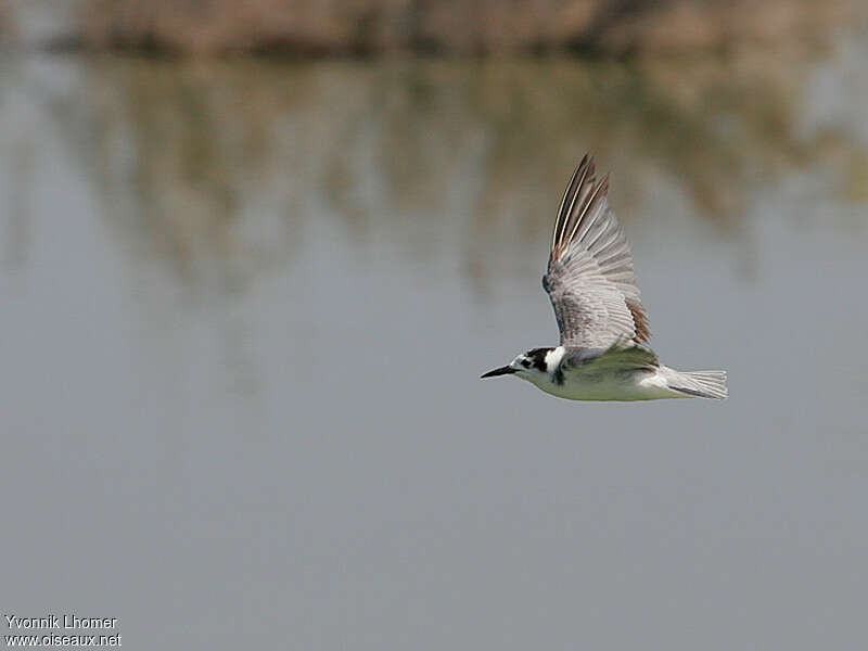 Black Ternadult post breeding, Flight