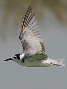 Black Tern