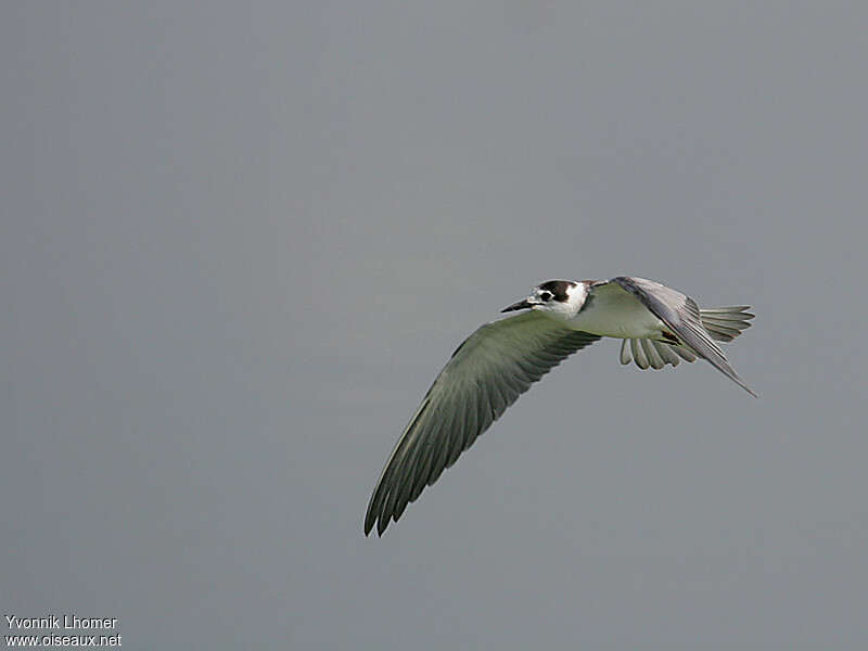 Black TernFirst year, Flight