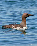 Guillemot de Troïl