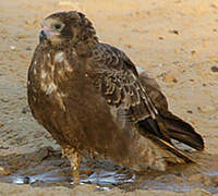 African Harrier-Hawk