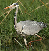 Grey Heron