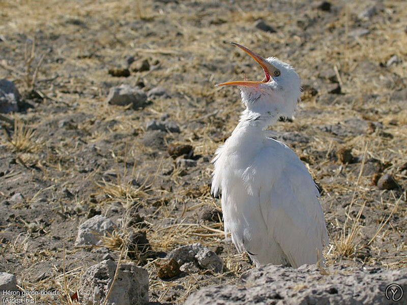 Western Cattle Egretadult, Behaviour, identification