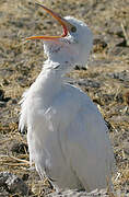 Western Cattle Egret