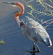 Goliath Heron