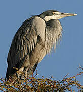 Black-headed Heron