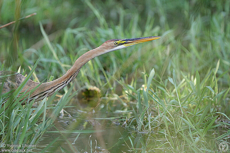 Purple Heronadult, Behaviour, identification