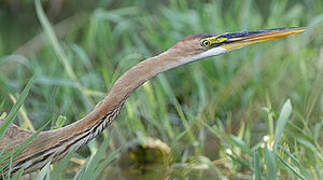 Purple Heron