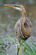 Purple Heron