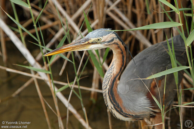 Purple Heronadult, identification