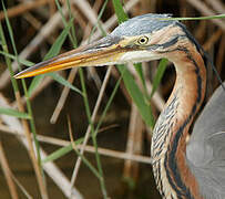 Purple Heron