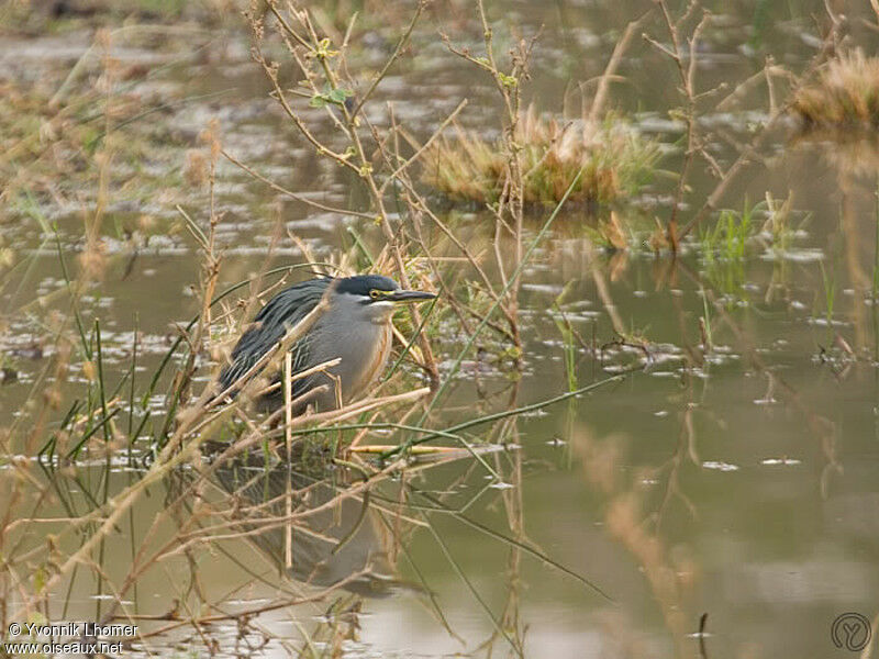 Héron striéadulte, identification