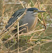 Striated Heron