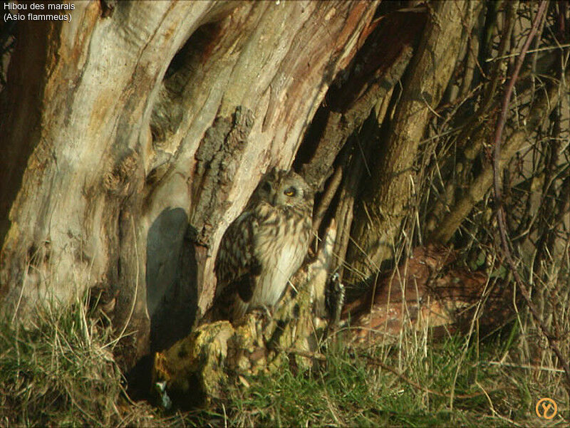 Hibou des marais