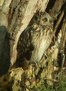 Short-eared Owl