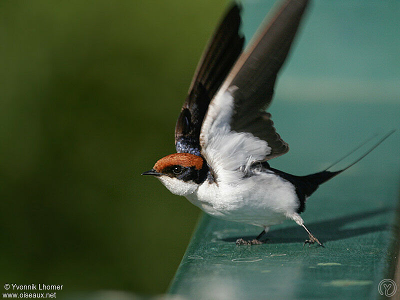 Wire-tailed Swallowadult, Flight