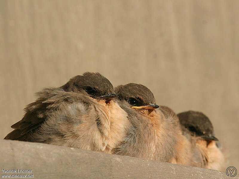 Rock Martin, pigmentation, Behaviour