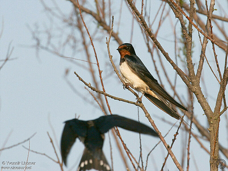 Hirondelle rustiqueadulte, identification