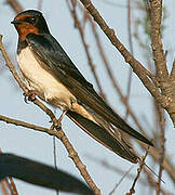 Barn Swallow