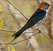 Lesser Striped Swallow