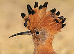 African Hoopoe