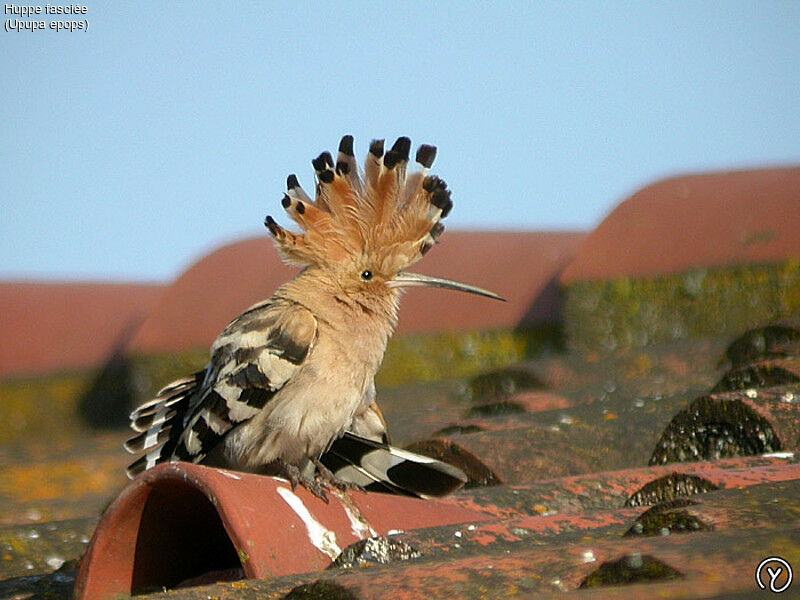 Eurasian Hoopoeadult, Behaviour, identification