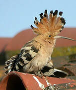 Eurasian Hoopoe