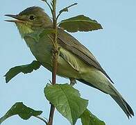 Melodious Warbler