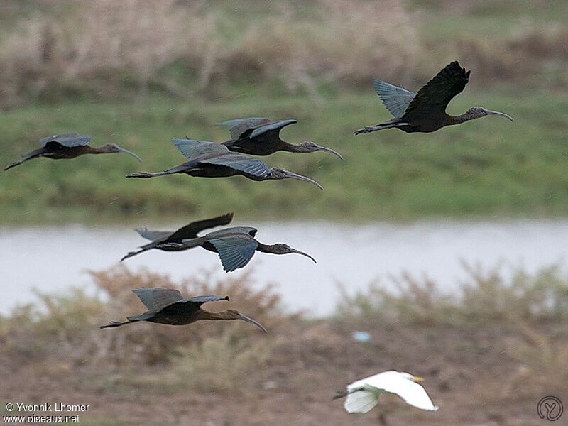 Ibis falcinelleadulte, Vol