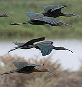 Glossy Ibis