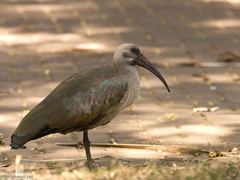 Ibis hagedashadulte, identification