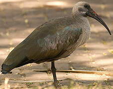 Hadada Ibis